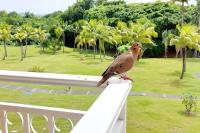 a bird sitting on the railing of a balcony at Studio &quot;Prestige&quot; Sainte Luce in Sainte-Luce