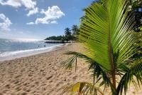 a palm tree on a sandy beach near the ocean at Studio &quot;Prestige&quot; Sainte Luce in Sainte-Luce