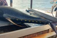 a shark sticking out of the back of a boat at Studio &quot;Prestige&quot; Sainte Luce in Sainte-Luce