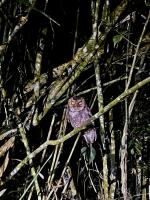 a purple owl sitting on a tree branch at Zhong Ming Ju Taoyi Fang in Fanlu