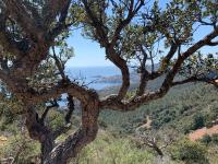 Plán poschodí v ubytovaní Le Nid T2 grande terrasse au parc Santa Lucia Saint Raphaël bord de mer calanque à 100m