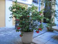 A garden outside Hostal Huespedes Toledo