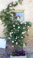 a bunch of pink roses growing on a wall at La Grange de Gournay in  Gournay-Loizé