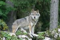 a wolf standing on top of a rock at Maison de Romagers in Aumont-Aubrac