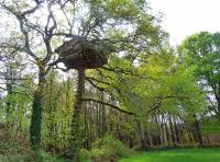 a bird nest in a tree in a forest at Dihan Evasion in Ploemel