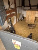 a group of goats in a barn eating hay at A la ferme in Kurtzenhouse