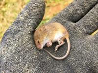 別荘の敷地内または近くにいる動物