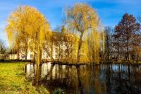 a weeping willow tree next to a river with a building at Hotel Anker in Saalfeld