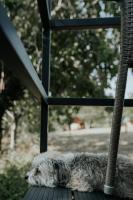 a dog laying on the porch of a chair at Stüble Kabinok in Somogyhárságy