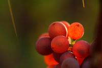 a close up of a bunch of red grapes at Altstadthof Freinsheim in Freinsheim