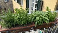 A garden outside Il Mulino di Hotel Villa Aurora