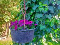 Vonkajšia záhrada v ubytovaní Loft & Garden