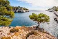 a tree sitting on top of a cliff near the water at La Belle Vue in Sausset-les-Pins