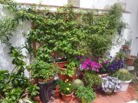 A garden outside At Kalsa Quiet Flowered Terrace! Free Parking! Ideal for remote working!