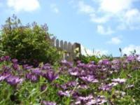 a field of purple flowers in front of a fence at Kerletty, la mer, les embruns, à 250 m des plages in Plouguerneau