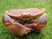 a close up of a crab on the grass at Kerletty, la mer, les embruns, à 250 m des plages in Plouguerneau