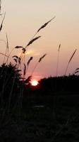 a sunset in a field with some tall grass at Kerletty, la mer, les embruns, à 250 m des plages in Plouguerneau