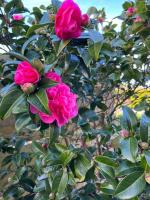 a group of pink roses on a bush at Kerletty, la mer, les embruns, à 250 m des plages in Plouguerneau