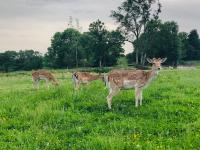 Zvieratá v luxusnom stane alebo blízkom okolí
