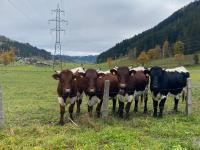Zwierzęta w gospodarstwie agroturystycznym lub w pobliżu