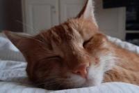 an orange and white cat sleeping on a bed at Casa Aguar: Acogedora casa de invitados en el bosque in Barrial