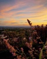 a field of flowers with a sunset in the background at Bel appartement, 2 chambres, centre ville in Thiers