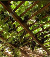 Κήπος έξω από το TE BUJTINA HOTEL- Cozy Stay with Traditional Breakfast Near Beach