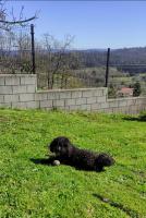 Domácí mazlíčci ubytovaní s hosty v ubytování Casa rural La casilla de Ois-Betanzos-A Coruña