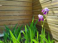 two purple flowers in front of a wooden fence at C La Belle Vie in Pessac