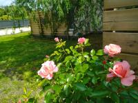 a bush of pink roses next to a fence at C La Belle Vie in Pessac