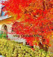 a tree with red leaves in front of a building at VILLA ORCHARD Frankfurt in Zeilsheim