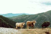 Animales en el agroturismo o alrededores