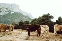 Animales en el agroturismo o alrededores