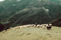 Animales en el agroturismo o alrededores