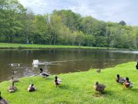 a group of ducks standing on the grass near a lake at Maison Village de La Verrerie in Cherbourg en Cotentin