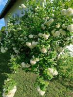 Vonkajšia záhrada v ubytovaní Apartman PLUM PLITVICE