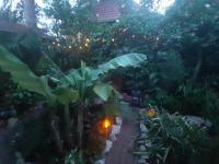 Vonkajšia záhrada v ubytovaní House w little tropical garden
