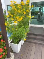 Zahrada ubytování Delightful Condo in Central location at Sukhumvit 49