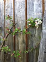a branch with flowers on a wooden fence at Lodjadis in Labaroche