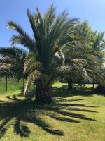 a palm tree with its shadows on the grass at L’évidence in Ploudalmézeau