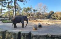 an elephant is standing next to a ball at Stunning Home In Saint-palais-sur-mer With Wifi And 6 Bedrooms in Saint-Palais-sur-Mer