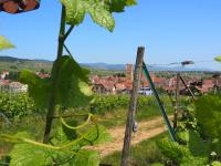 Plan piętra w obiekcie Vineyard house Eguisheim