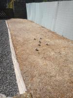 a group of birds sitting on the ground at Gîte Les trois charmes in Gouvy