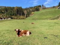 a brown and white cow laying in a field of grass at Apartment GIDI und LISL in Bramberg am Wildkogel