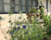 a garden with blue flowers in front of a house at Le gîte de l&#39;atelier in Bergerac