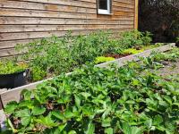 a garden with green plants in front of a house at Le clos de lignac in Cieux