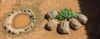 a group of turtles sitting on top of a dirt field at Leofoo Resort Guanshi in Guanxi