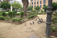 Vonkajšia záhrada v ubytovaní Del Parque Flats Monkey 1