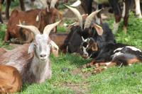 a group of goats laying in the grass at La ch&#39;tiote meizou in Mazet-Saint-Voy