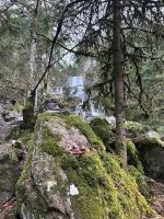 a moss covered rock in a forest with trees at Le Repère des Quatre Dubois in Le Tholy